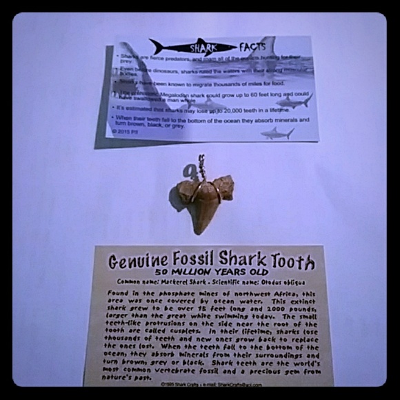 14k, Genuine Fossil Shark Tooth Pendant - Picture 1 of 4